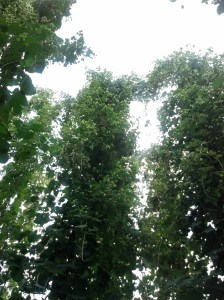 IMG_20130906_131602_353