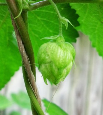 IMG_20130807_170456_861[1]