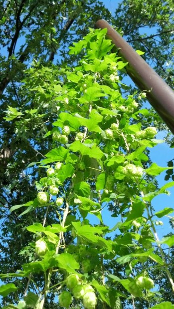 IMG_20130815_085832_927[1]