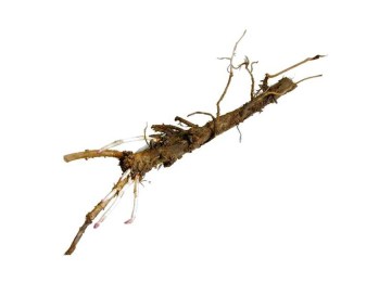 rhizomecut_1_4[1]