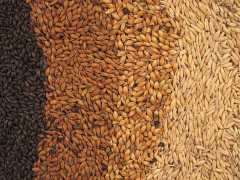 Grain_79ec0bf7-c4e3-4457-a3bd-5ed49d5a790d_large[1]