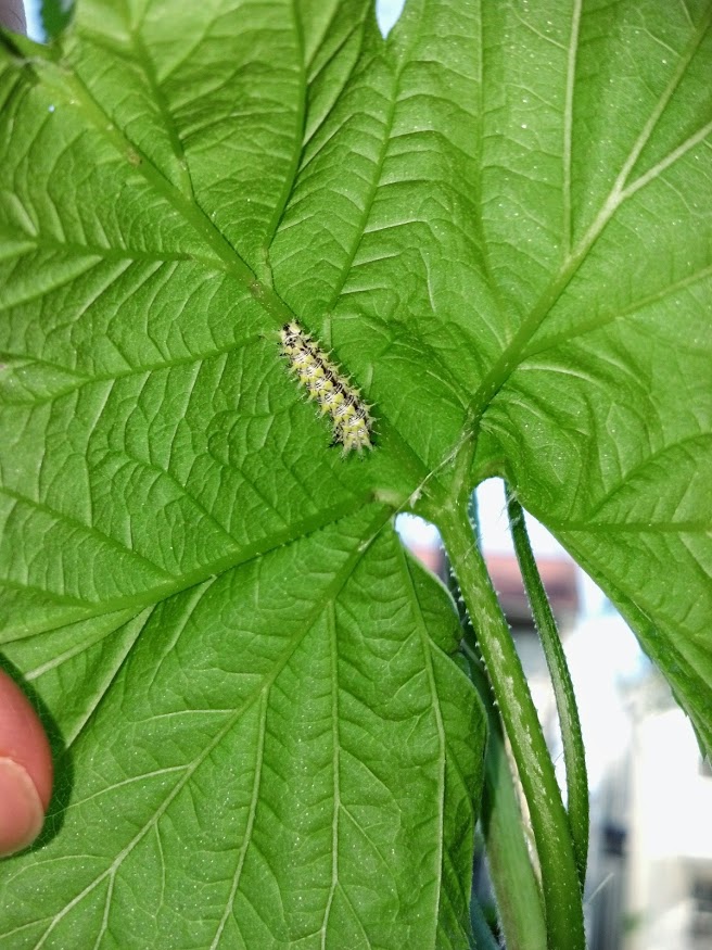 IMG_20140513_170312_890[1]