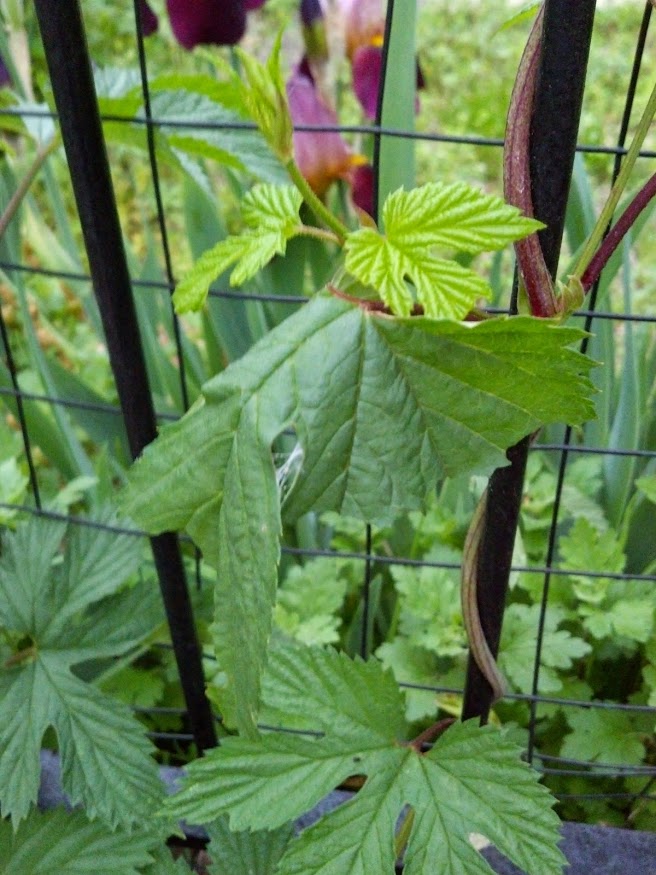 IMG_20140514_062645_141[1]