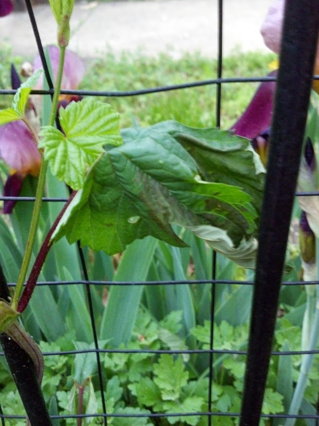 IMG_20140514_062650_133[1]