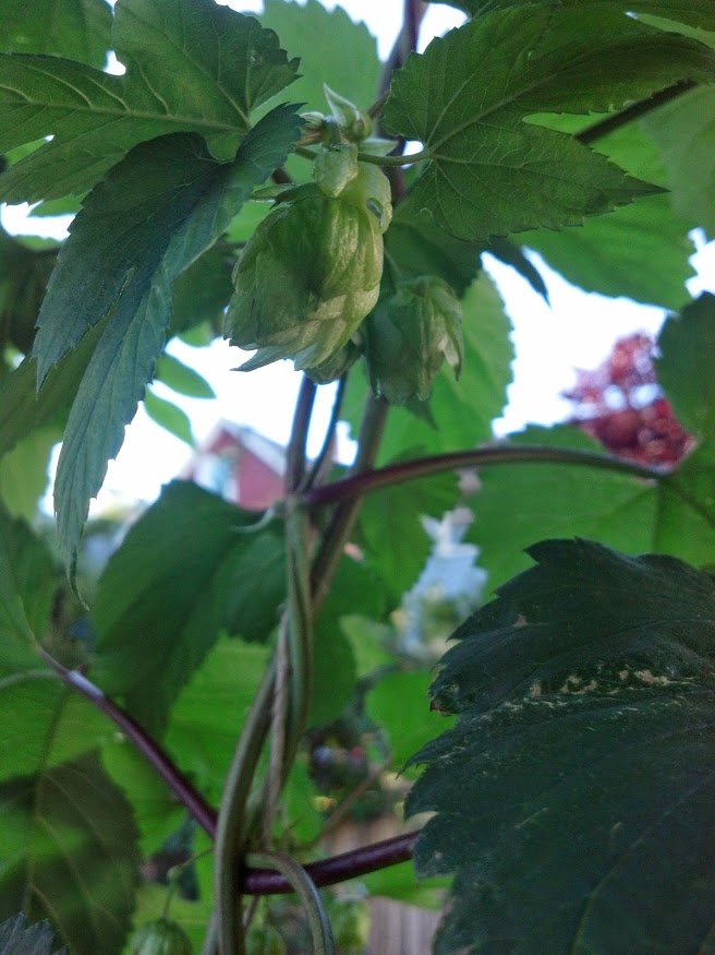 IMG_20140607_072250_332[1]