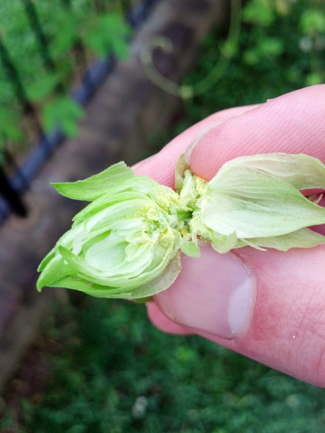 IMG_20140611_062811_483[3]