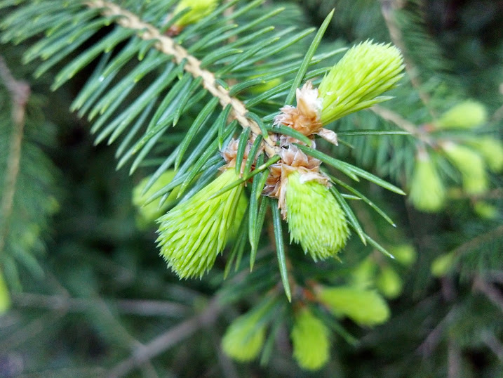 Blue_Spruce_Tips